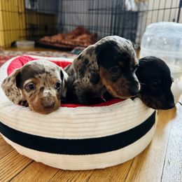 Dachshund Puppies from Salchi Dog miniature dachshunds