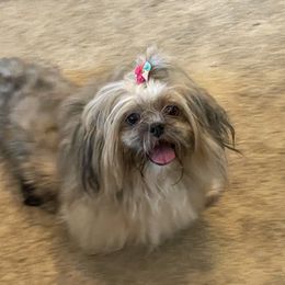 Dutchess - Lhasa Apso