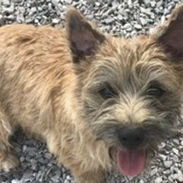 Border Collie, Boston Terrier, and Cairn Terrier All Grown Up from Stoneridge kennel