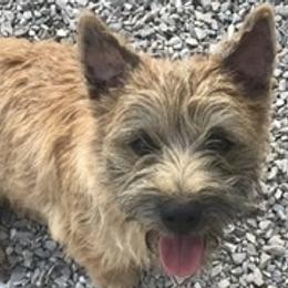Border Collie, Boston Terrier, and Cairn Terrier All Grown Up from Stoneridge kennel