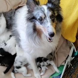 Georgie - Shetland Sheepdog