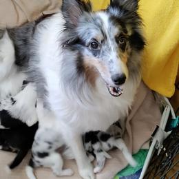 Georgie - Shetland Sheepdog