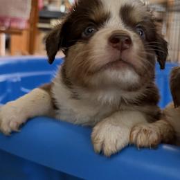 3 - Red tri male Miniature Australian Shepherd puppy in Cedar Creek, Texas from Rowdy Ranch Tx