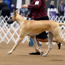 Great Danes from Strebor Great Danes