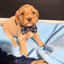 Waylon - Cream male Cockapoo puppy in Selma, California from Mollys Dollys