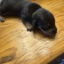 Christmas Surprise Boy - Black and tan male Dachshund puppy in Michigan from Amberly's Dachshunds