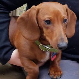 Dachshunds from Low Ryder Mini Dachshunds