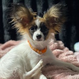 Buttons - Red white and sable female Papillon puppy in Bradyville, Tennessee from Pinnacle Papillons
