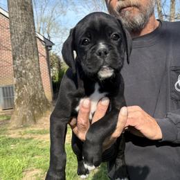 Tex - Brindle male Boxer puppy in Taft, Tennessee from Hillbillie Boxers