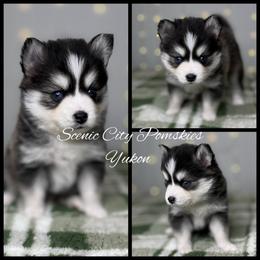 Yukon - Gray and white male Pomsky puppy in Rossville, Georgia from Scenic City Pomskies