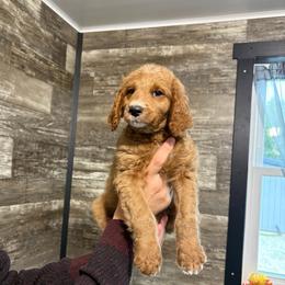 Archie - Red  male Goldendoodle puppy in Hillsdale, Michigan from My Buddy Ol’ Paws
