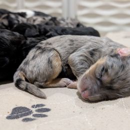 Bernedoodle Puppies from Oswegatchie Doodles