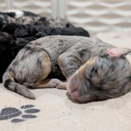 Bernedoodle Puppies from Oswegatchie Doodles