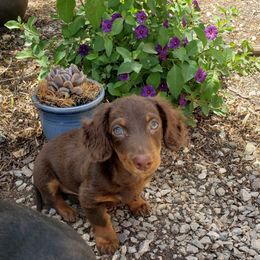 Dorri - Dachshund