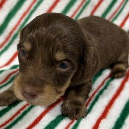 Alonzo - Chocolate and tan male Dachshund puppy in Little Rock, Arkansas from Divine Doxies