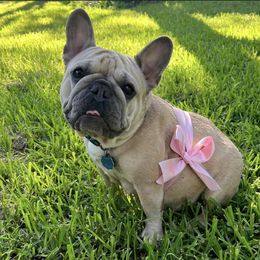 Belle - French Bulldog