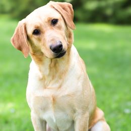 Lou - Labrador Retriever