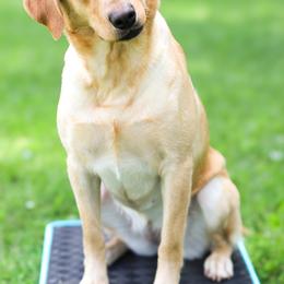 Lou - Labrador Retriever