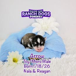 Arrow - Wolf sable male Pomsky puppy in Humeston, Iowa from M.A.R. Dogs