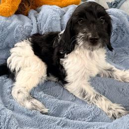 Buster - Parti male Goldendoodle puppy in Cocoa, Florida from The Beach Doodles