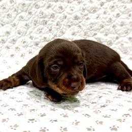Sadie - Chocolate and tan female Dachshund puppy in Solon, Ohio from DobbKins
