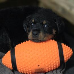 Border Collie and Rottweiler Puppies from K&R RANCH KENNELS