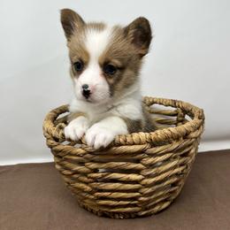 Stella - Brindle and white female American Corgi puppy in Waco, Texas from The Comma Corgis