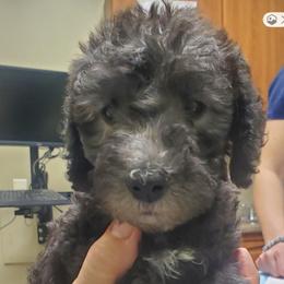 Boy 1 - male Bedlington Terrier puppy in Spring, Texas from Dreamcatcher Bedlingtons