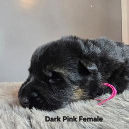 Pink - Black and red female German Shepherd puppy in Tony, Wisconsin from Muddy Acres German Shepherds
