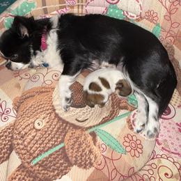 Chihuahua Puppies from Princess Paws LLC