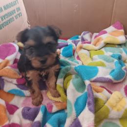 Boy 1 - Black and tan Yorkshire Terrier puppy in Redford Township, Michigan from Childress Yorkies