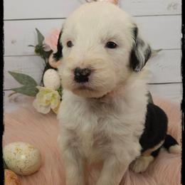 Ellen - Black and white female Sheepadoodle puppy in Farley, Iowa from Iowa's Doodle Co.