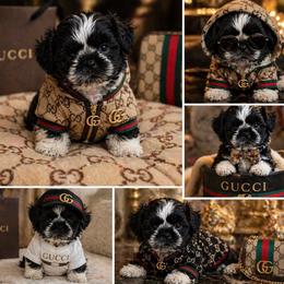 AKC-Mr. Bentley JR - Black and white male Shih Tzu puppy in Kent, Washington from Exclusively Shih Tzu's LLC