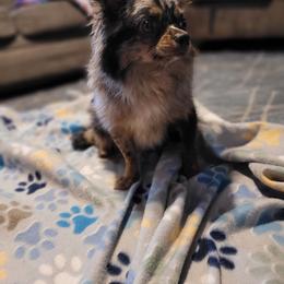 Leroy - Chihuahua