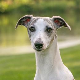 Spanx - Whippet