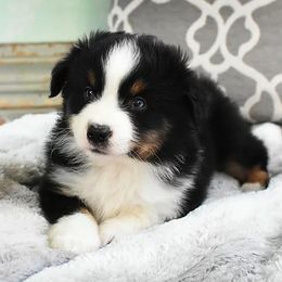 French Bulldog, Miniature Australian Shepherd, and Toy Australian Shepherd Puppies from Magnolia Hills Farm
