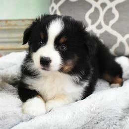 French Bulldog, Miniature Australian Shepherd, and Toy Australian Shepherd Puppies from Magnolia Hills Farm