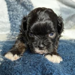 Orange collar - Black and white male Shihpoo puppy in Millsap, Texas from Gaston’s Posh Poodles and Doodles