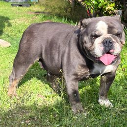 Lola - Bulldog