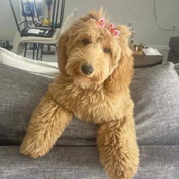 Jinx - Goldendoodle