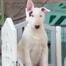 Girl 1 - female Bull Terrier puppy in San Diego, California from Action Bull Terriers