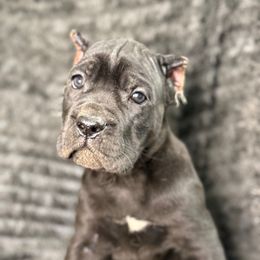 Midnight - Black male Cane Corso puppy in Russellville, Missouri from Soaring Royalty Canines LLC