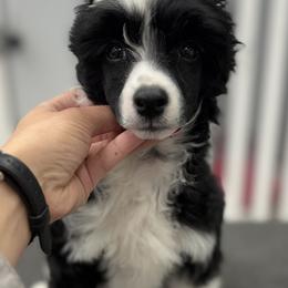 Pepe le pew - Black and white male Chinese Crested puppy in Satellite Beach, Florida from Posh Poodles & Chinese Cresteds