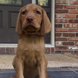 Vulpix - Golden rust male Vizsla puppy in Bloomington, Indiana from Envizion
