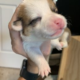 Girl 2 - Red Pembroke Welsh Corgi puppy in Cumming, Georgia from Carter’s Corgis LLC