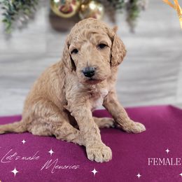 Poodle Puppies from Athena Smiles Standard Poodles