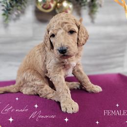 Poodle Puppies from Athena Smiles Standard Poodles