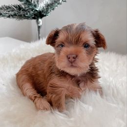 French Bulldog and Yorkshire Terrier Puppies from Casa De Silva LLC