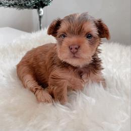 French Bulldog and Yorkshire Terrier Puppies from Casa De Silva LLC