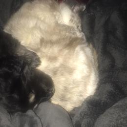 Tibetan Mastiff Puppies from Wanderlust Tibetan Mastiffs